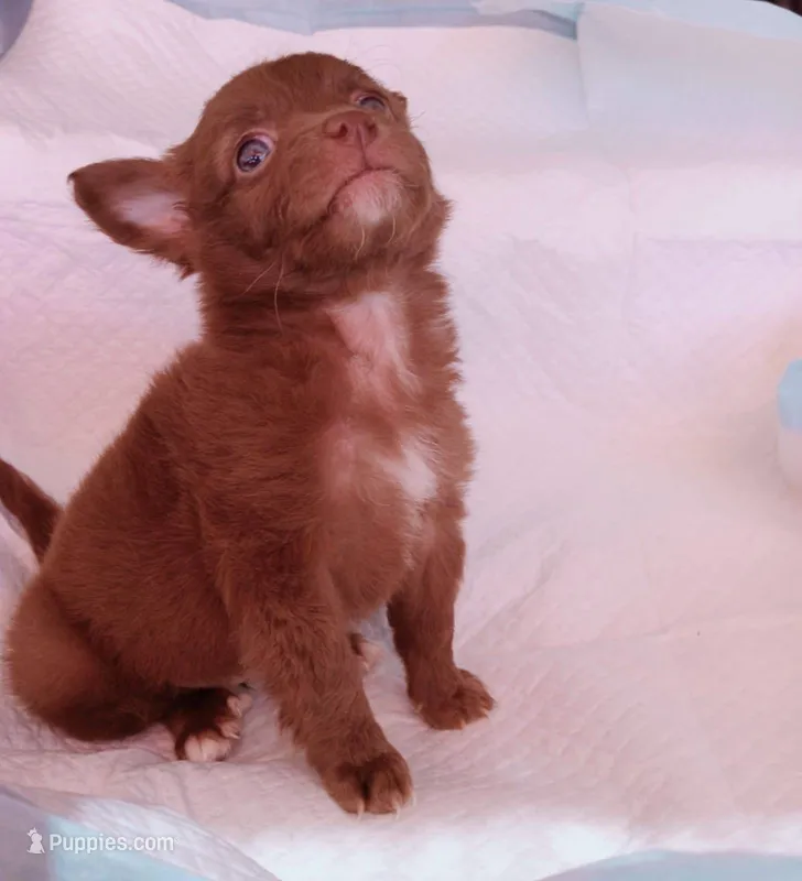 Long hair   – Chihuahua puppy for sale in Garden Grove, CA