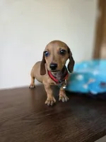 Leo, a male Dachshund and Miniature Dachshund for sale in Santa Ana, CA – 3 of 4