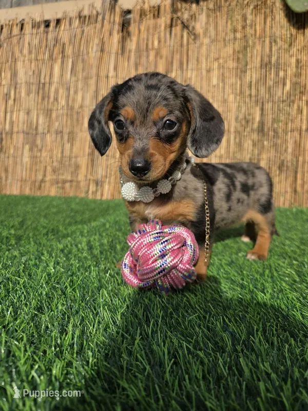 Pixie  – Miniature Dachshund puppy for sale in Santa Ana, CA