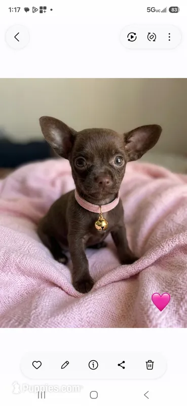 Cocoa – Chihuahua puppy for sale in Fountain Valley, CA