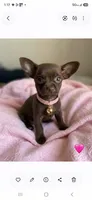 Cocoa, a female Chihuahua for sale in Fountain Valley, CA – 1 of 1