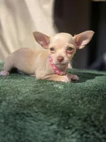 Vanilla, a female Chihuahua for sale in Vista, CA – 2 of 4