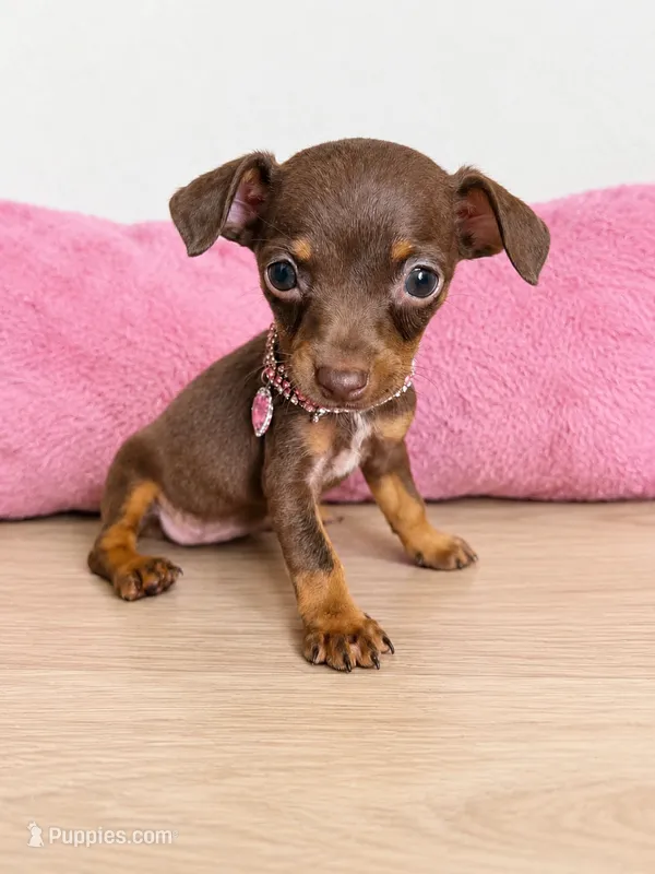 London – Chihuahua puppy on hold in Santa Ana, CA
