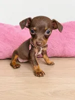 London, a female Chihuahua for sale in Santa Ana, CA – 1 of 3