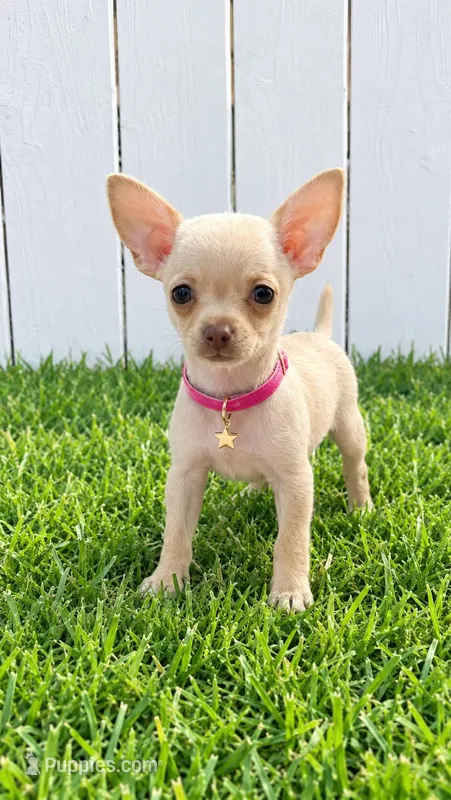 Chanel 1,2 pounds – Chihuahua puppy for sale in Santa Ana, CA