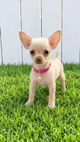 Chanel 1 pound, a female Chihuahua for sale in Santa Ana, CA – 1 of 1