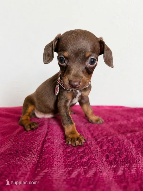 Paris  – Chihuahua puppy for sale in Santa Ana, CA