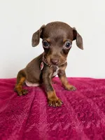 Paris , a female Chihuahua for sale in Santa Ana, CA – 1 of 1