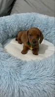 Ron, a male Miniature Dachshund for sale in Santa Ana, CA – 2 of 4
