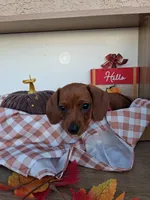 Cinnamon, a female Miniature Dachshund for sale in Santa Ana, CA – 2 of 3