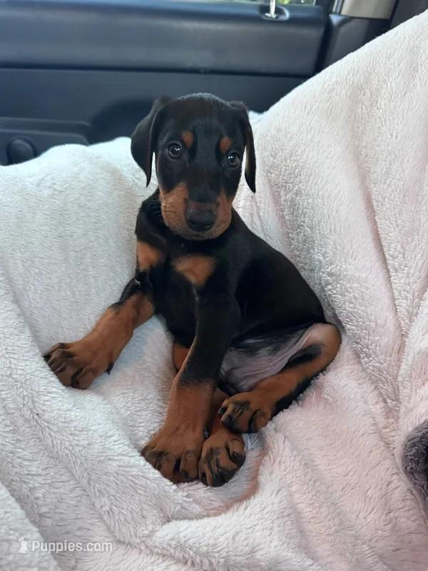 Maximus – Doberman Pinscher puppy for sale in Santa Ana, CA