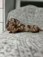 Resses  (1blue/1green eye), a male Miniature Dachshund for sale in Vista, CA – 2 of 6
