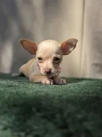 Vanilla, a female Chihuahua for sale in Vista, CA – 4 of 4