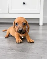 Buddy, a male Miniature Dachshund for sale in Santa Ana, CA – 1 of 1