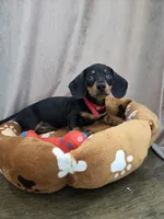 Rex, a male Dachshund for sale in Santa Ana, CA – 1 of 2