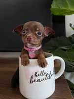 Nutella  Tea cup chihuahua, a female Chihuahua for sale in Fountain Valley, CA – 1 of 3