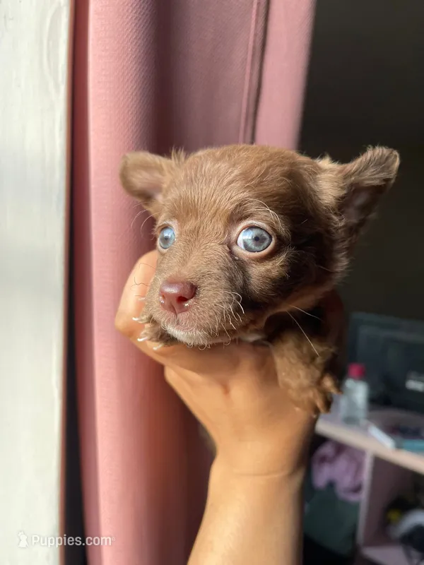 Lila – Chihuahua puppy for sale in Garden Grove, CA