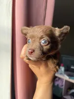 Lila, a female Chihuahua for sale in Garden Grove, CA – 1 of 1