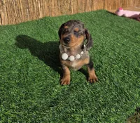 Pixie , a female Miniature Dachshund for sale in Santa Ana, CA – 7 of 8