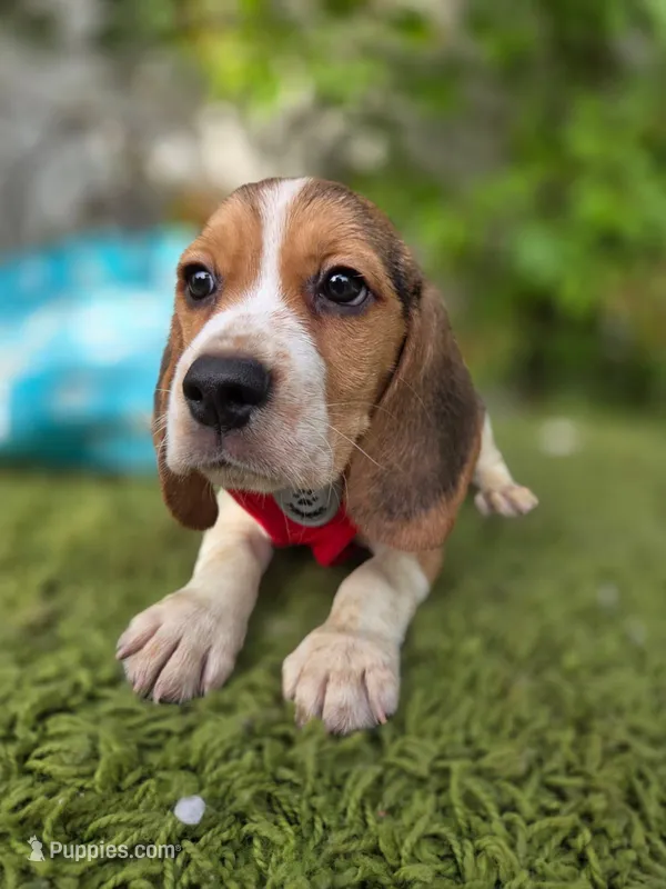 Thor  – Beagle puppy for sale in Santa Ana, CA