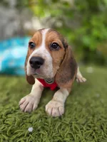 Thor , a male Beagle for sale in Santa Ana, CA – 2 of 3