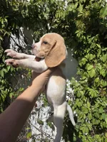 Honey, a female Beagle for sale in Santa Ana, CA – 6 of 8