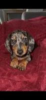 Oreo, a male Miniature Dachshund for sale in Santa Ana, CA – 5 of 6
