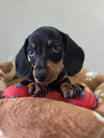 Blacky, a male Dachshund and Miniature Dachshund for sale in Santa Ana, CA – 3 of 4