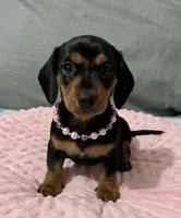 Molly , a female Miniature Dachshund for sale in Santa Ana, CA – 3 of 4