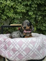 Sunshine, a female Miniature Dachshund for sale in Vista, CA – 6 of 9