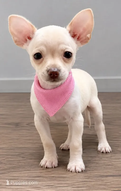 Coco  – Chihuahua puppy for sale in Santa Ana, CA