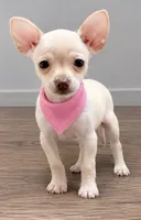 Coco , a female Chihuahua for sale in Santa Ana, CA – 1 of 2