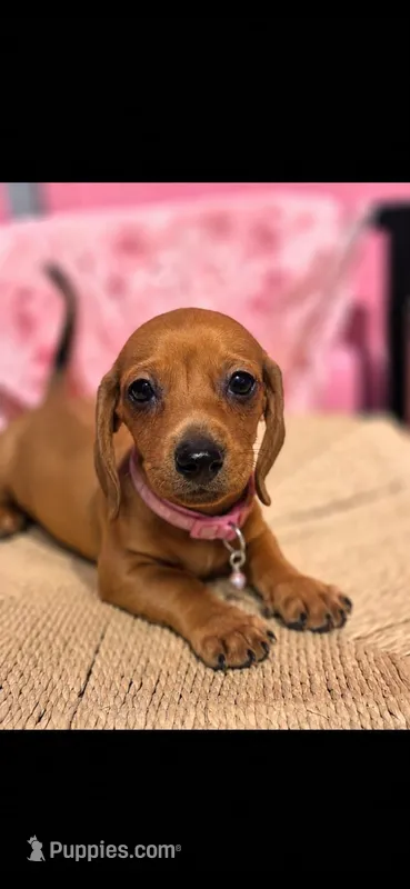 Cinammon – Miniature Dachshund puppy for sale in Garden Grove, CA