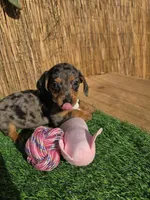 Pixie , a female Miniature Dachshund for sale in Santa Ana, CA – 5 of 8