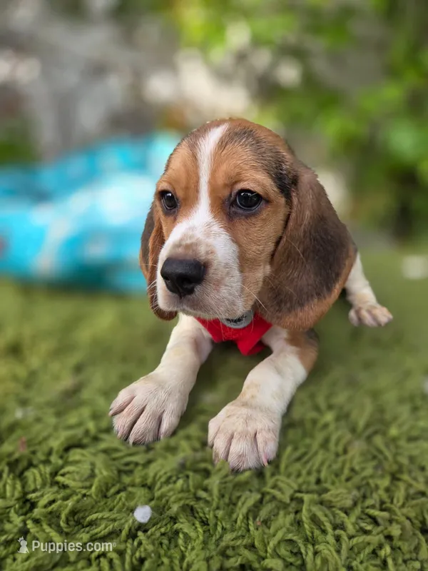 Thor  – Beagle puppy for sale in Santa Ana, CA
