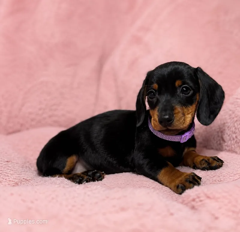 Frida – Miniature Dachshund puppy for sale in Santa Ana, CA