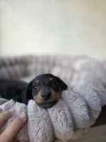 Lola, a female Miniature Dachshund for sale in Santa Ana, CA – 2 of 5