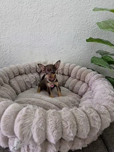 Paris, a female Chihuahua for sale in Fountain Valley, CA – 5 of 7