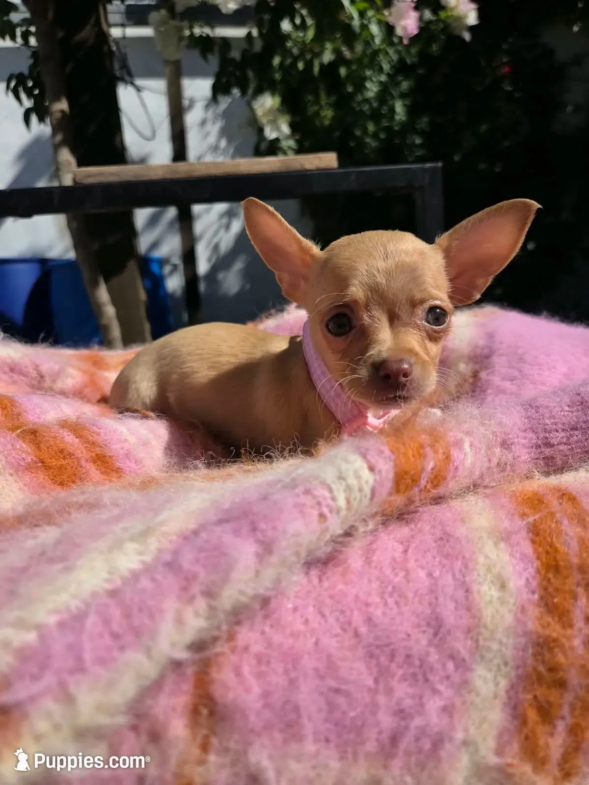 Paris, a female Chihuahua for sale in Santa Ana, CA – 2 of 8