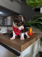 Tommy (toy chihuahua), a male Chihuahua for sale in Fountain Valley, CA – 3 of 5