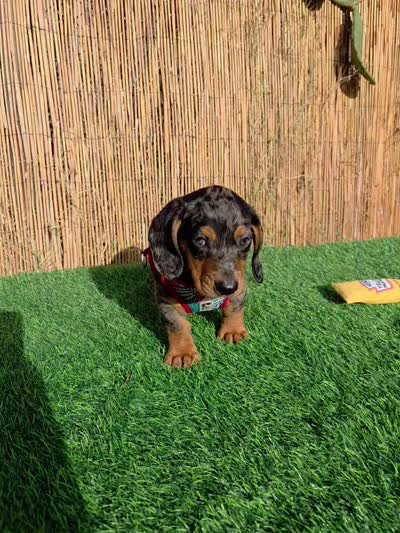 Cosmos , a male Miniature Dachshund for sale in Santa Ana, CA – 6 of 7