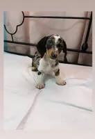 Blue, a male Dachshund for sale in Vista, CA – 2 of 2