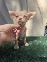 Channel ( green eyes ), a female Chihuahua for sale in Vista, CA – 3 of 3