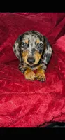 Oreo, a male Miniature Dachshund for sale in Santa Ana, CA – 2 of 6