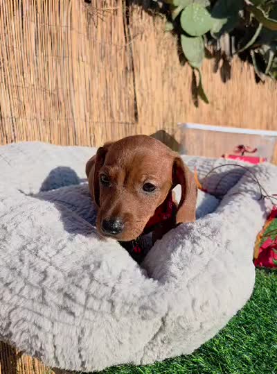 Asher, a male Miniature Dachshund for sale in Santa Ana, CA – 5 of 5