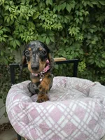 Sunshine, a female Miniature Dachshund for sale in Vista, CA – 8 of 9