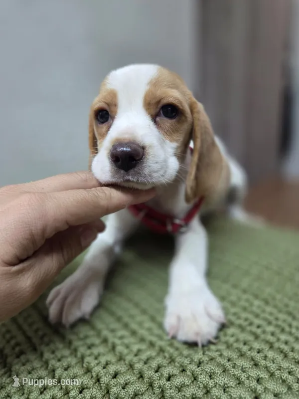 Peanut – Beagle puppy for sale in Santa Ana, CA