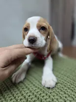Peanut, a male Beagle for sale in Santa Ana, CA – 1 of 3