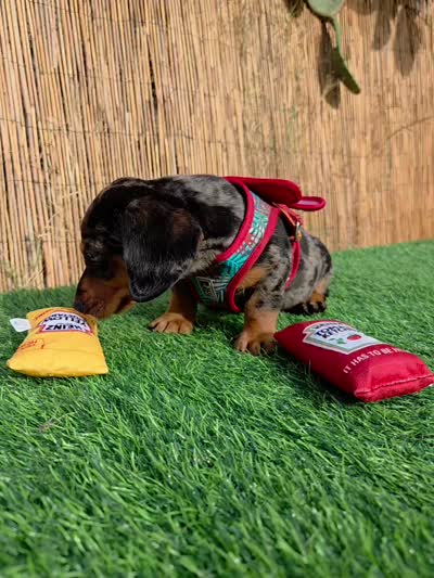 Cosmos , a male Miniature Dachshund for sale in Santa Ana, CA – 7 of 7