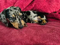 Oreo, a male Miniature Dachshund for sale in Santa Ana, CA – 4 of 6